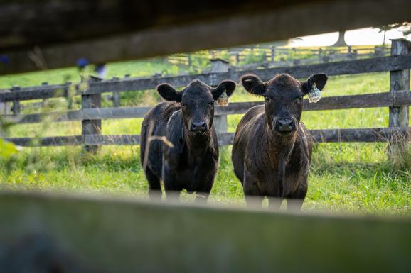 Fall Farm Fun in Fauquier County